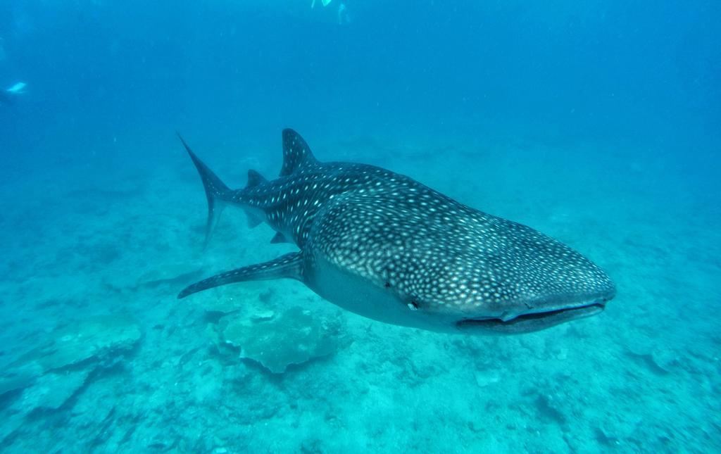 Smera Grand Maamigili Island ภายนอก รูปภาพ