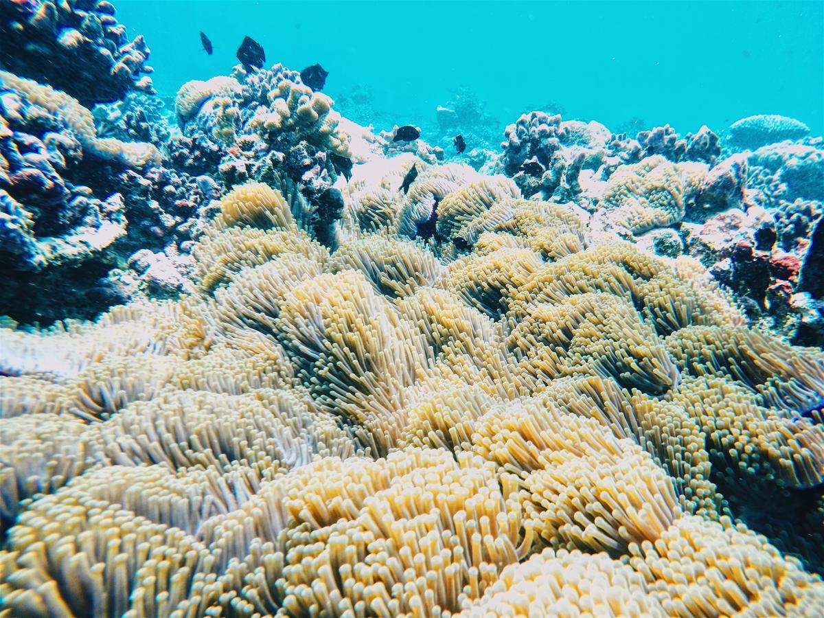 Smera Grand Maamigili Island ภายนอก รูปภาพ