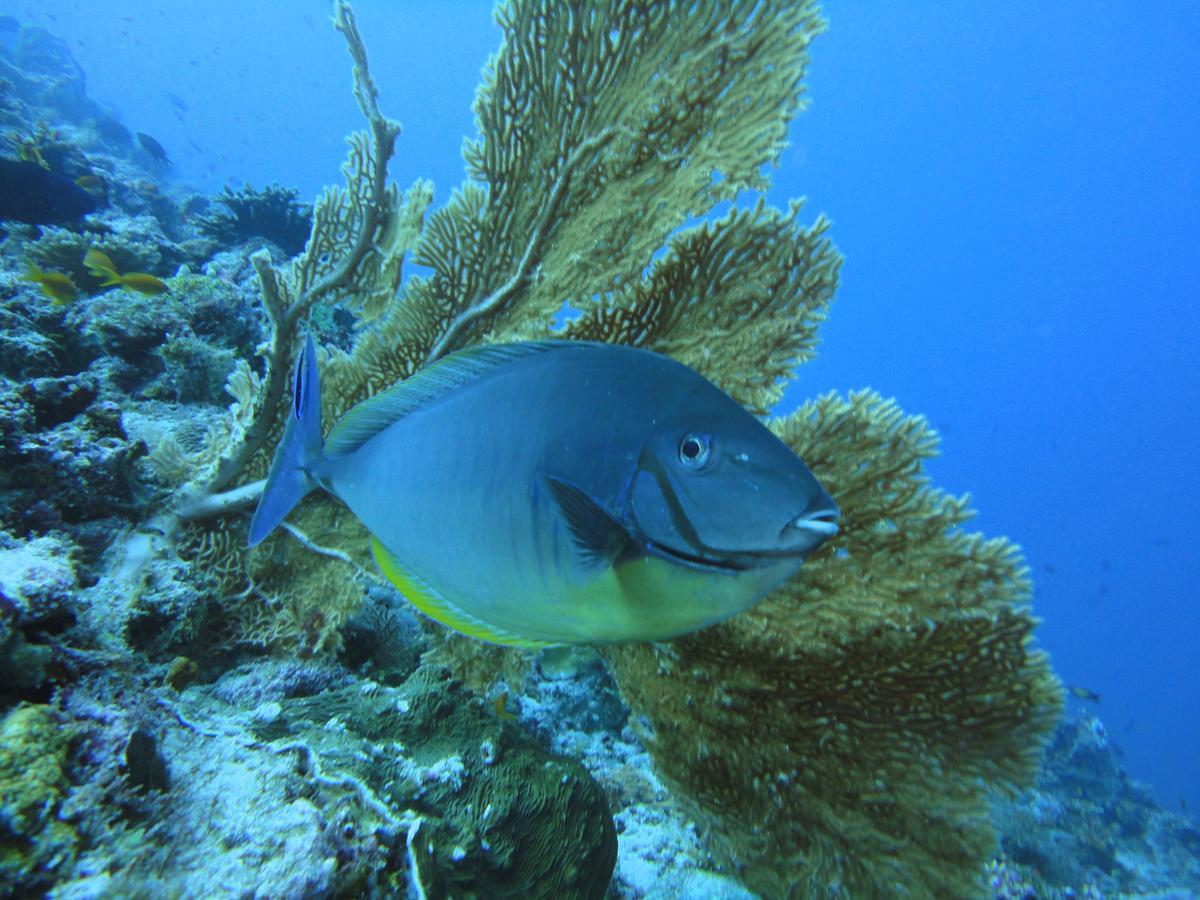 Smera Grand Maamigili Island ห้อง รูปภาพ