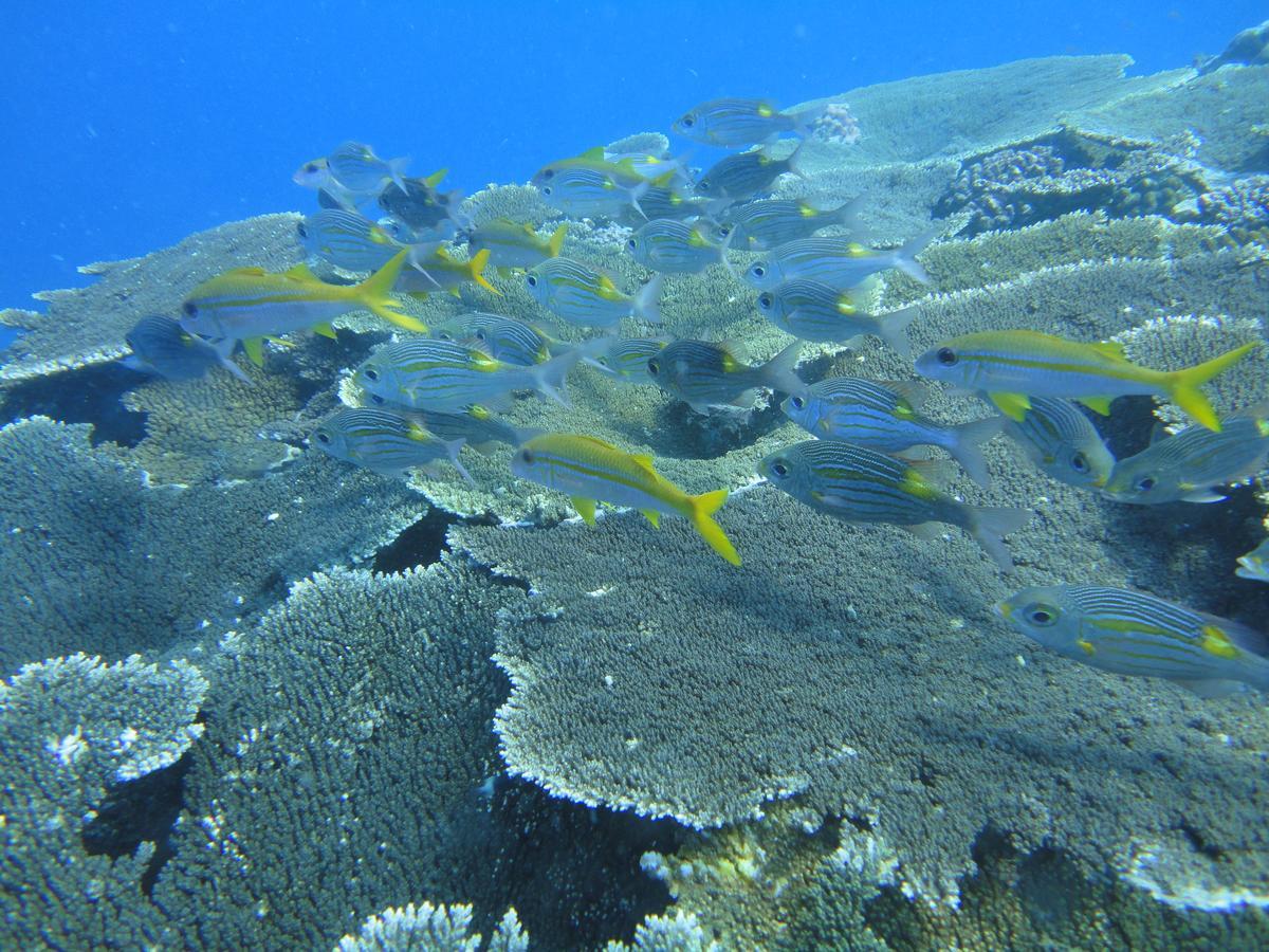Smera Grand Maamigili Island ภายนอก รูปภาพ